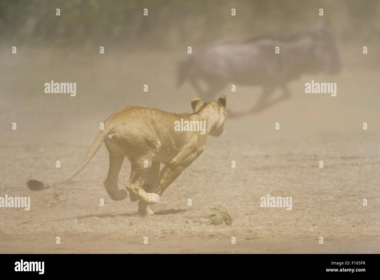 Junger Löwe (Panthera Leo) Angriff auf eine Herde von Narok County Gnus, Masai Mara National Reserve, Kenia Stockfoto