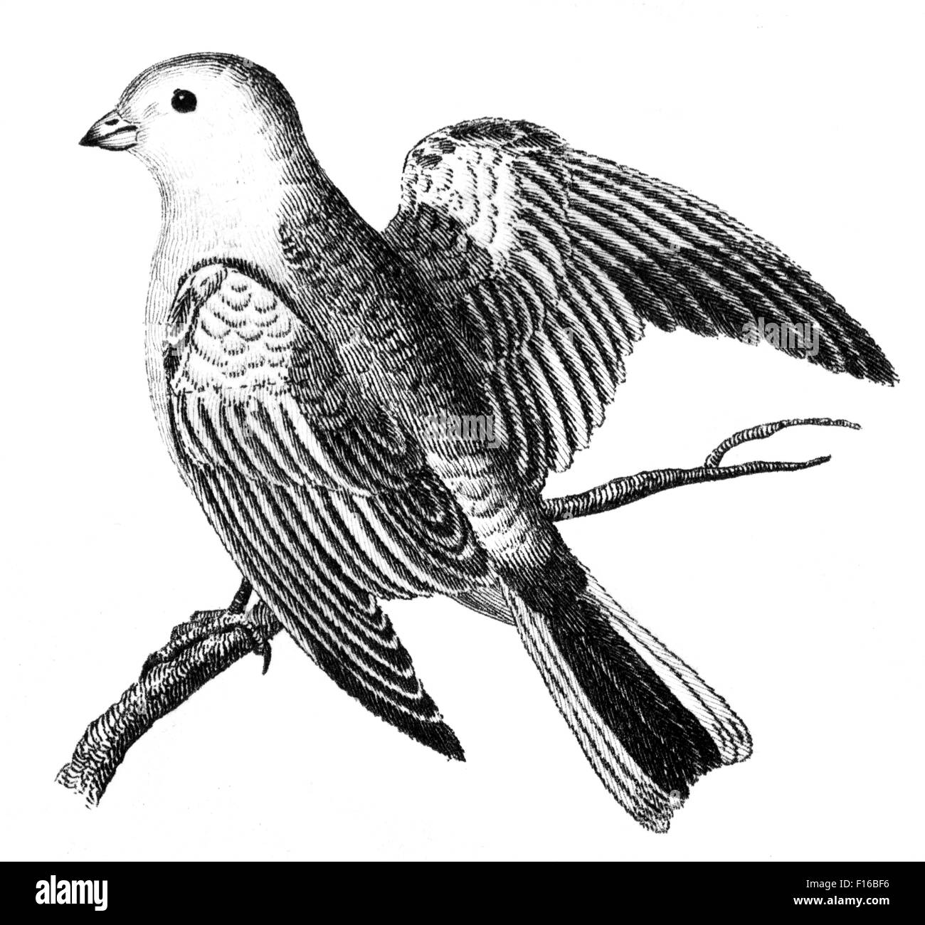 Gravierte Illustration mit dem Titel "Erklärung von Fachbegriffen" entnommen "British Zoology" von Thomas Pennant (1726-1798), "neu" Stockfoto