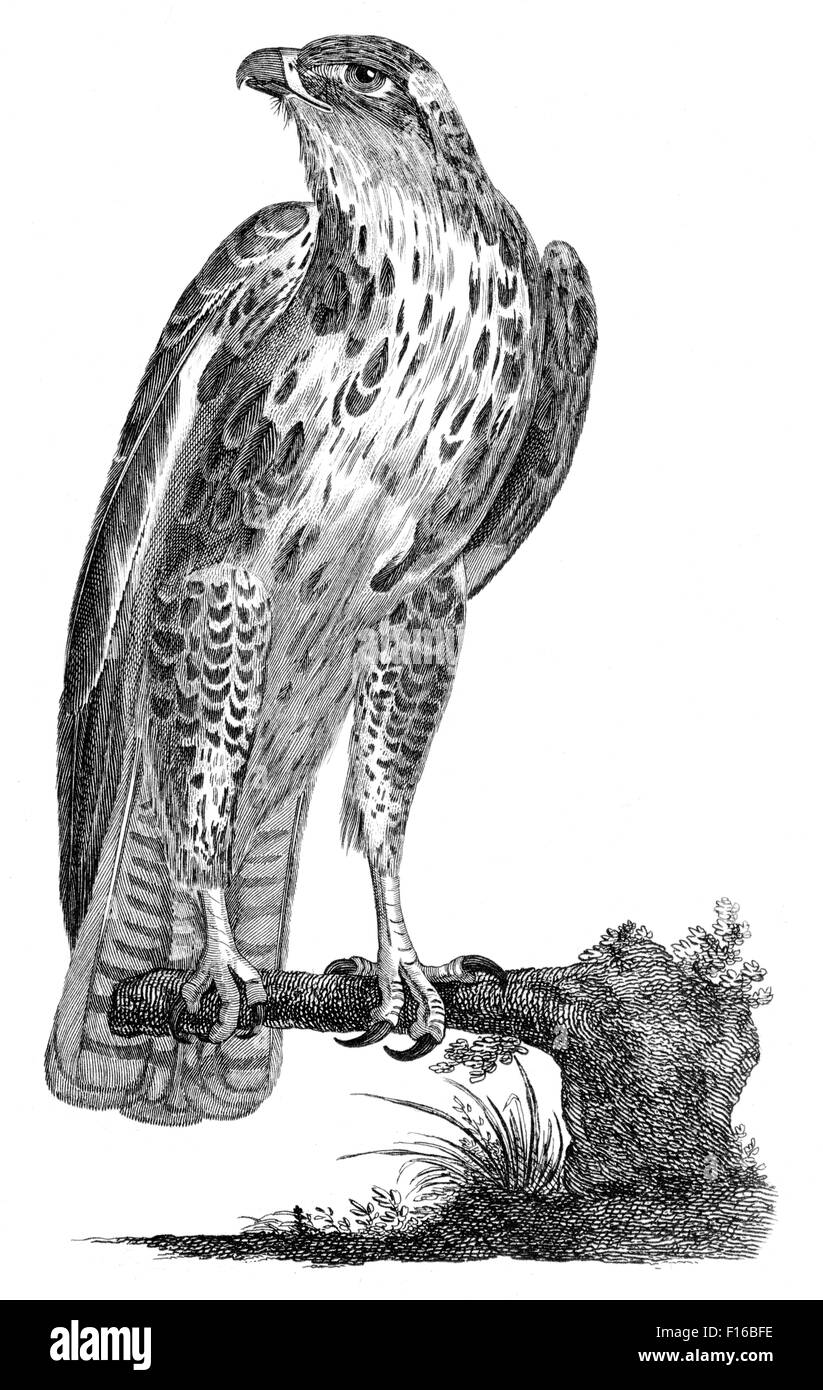 Gravierte Illustration mit dem Titel "Bussard F' entnommen"British Zoology"von Thomas Pennant (1726-1798),"neue"5. Auflage, BMWi Stockfoto