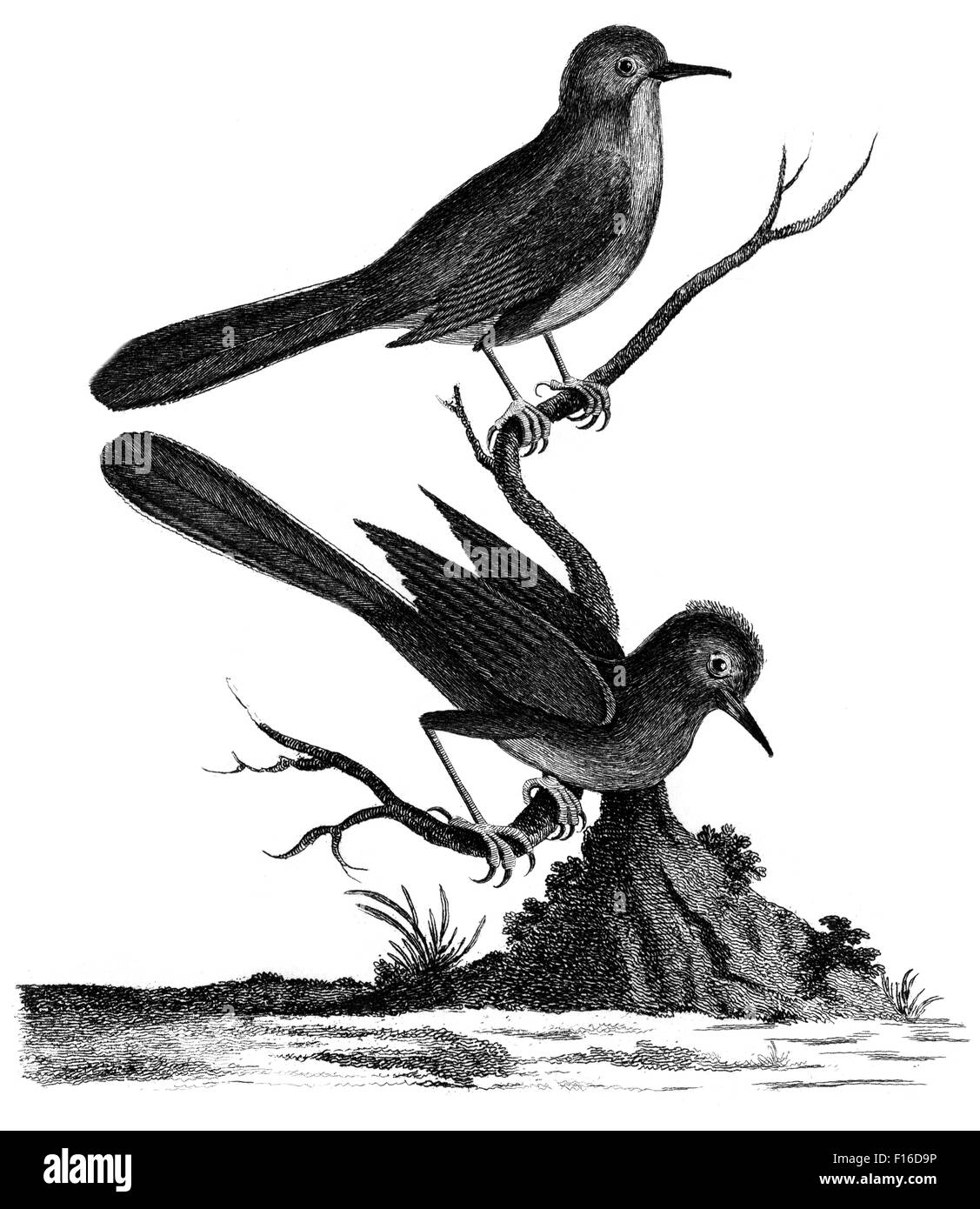 Gravierte Illustration mit dem Titel "Dartford WARBLER" entnommen "British Zoology" von Thomas Pennant (1726-1798), "neue" 5. Auflage, p Stockfoto