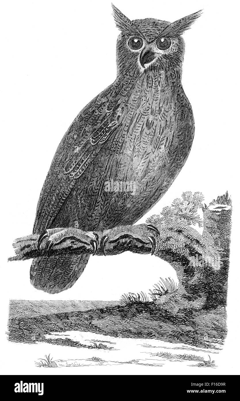 Gravierte Illustration mit dem Titel "Uhu" entnommen "British Zoology" von Thomas Pennant (1726-1798), "neue" 5. Auflage, BMWi Stockfoto