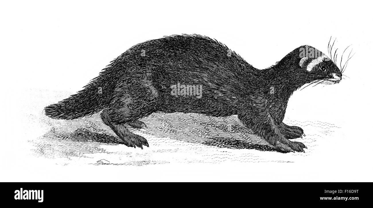 Gravierte Illustration mit dem Titel "putois WEESEL' entnommen"British Zoology"von Thomas Pennant (1726-1798),"neuen"5. Auflage, pub Stockfoto