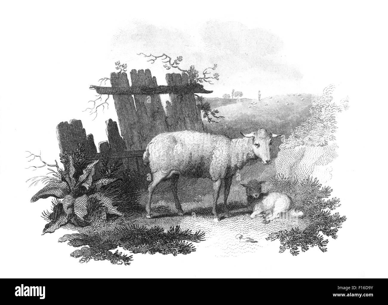 Gravierte Illustration mit dem Titel "Schafe" entnommen "British Zoology" von Thomas Pennant (1726-1798), "neue" 5. Auflage, veröffentlicht in Stockfoto