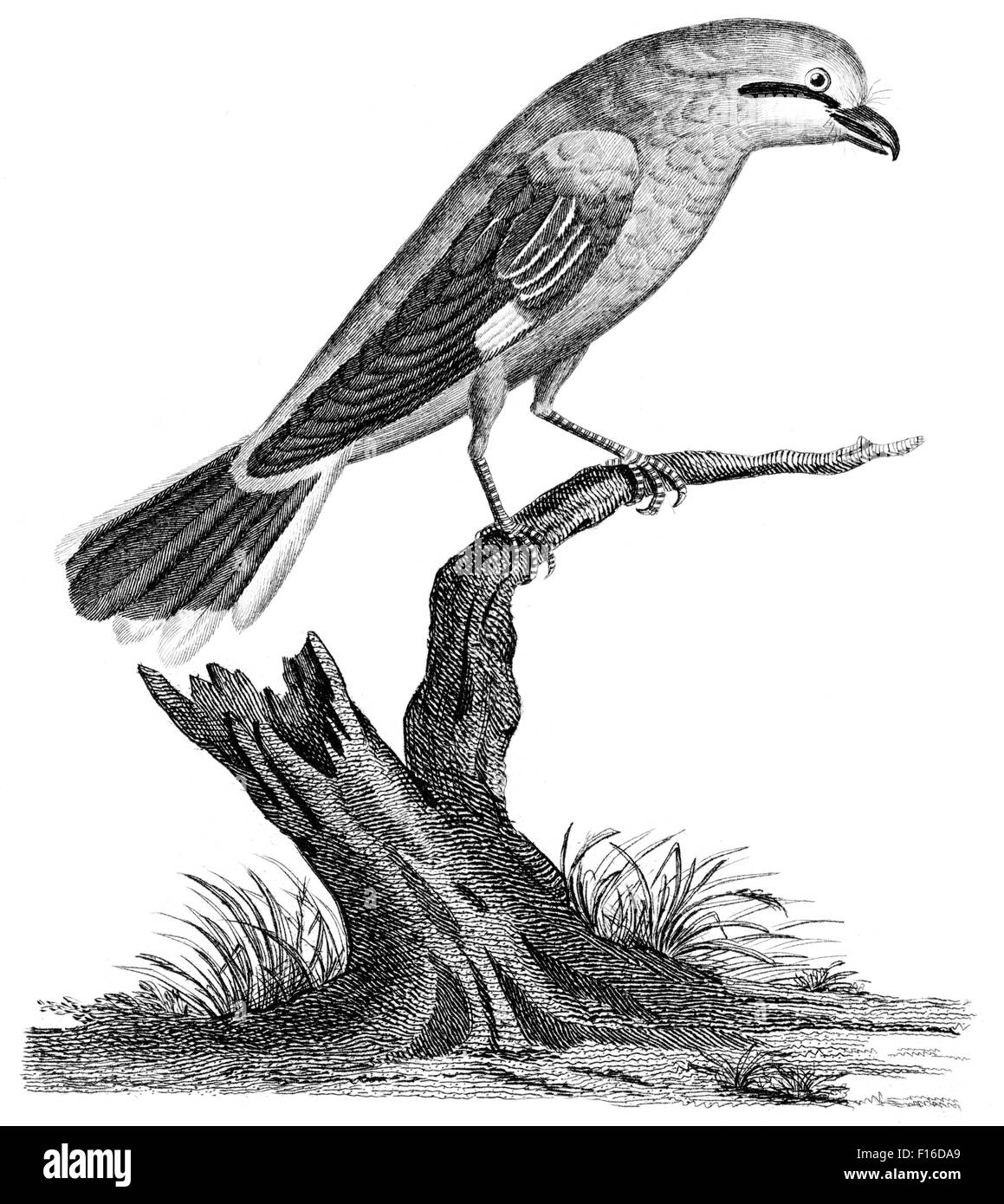 Abbildung mit dem Titel "Große SHRIKE (weiblich)' entnommen"British Zoology"von Thomas Pennant (1726-1798),"neue"5th Edition graviert Stockfoto