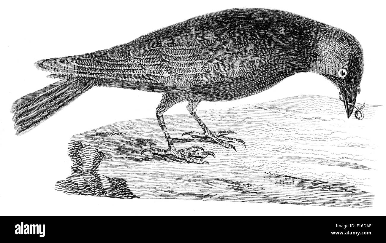 Gravierte Illustration mit dem Titel 'Dohle C' entnommen "British Zoology" von Thomas Pennant (1726-1798), "neue" 5. Auflage, BMWi Stockfoto