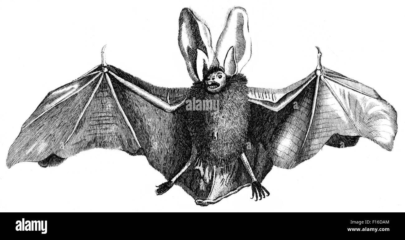 Gravierte Illustration mit dem Titel "große Fledermaus lange Schmuckschildkröte B entnommen"British Zoology"von Thomas Pennant (1726-1798),"neuen"5. bearbeiten Stockfoto