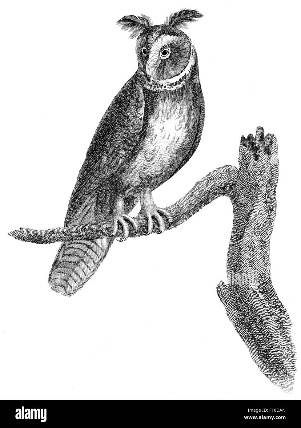 Gravierte Illustration mit dem Titel "lange Schmuckschildkröte o ' entnommen"British Zoology"von Thomas Pennant (1726-1798),"neuen"5. Auflage, Publi Stockfoto