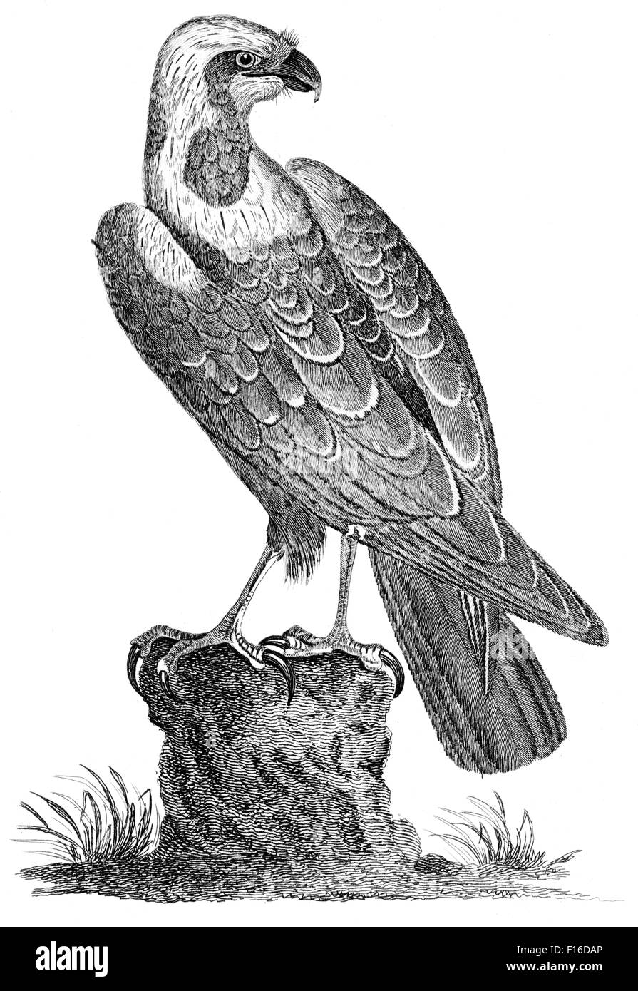 Gravierte Illustration mit dem Titel "Moor Bussard F' entnommen"British Zoology"von Thomas Pennant (1726-1798),"neuen"5. Auflage, pub Stockfoto Gravierte Illustration mit dem Titel "Moor Bussard F' entnommen"British Zoology"von Thomas Pennant (1726-1798),"neuen"5. Auflage, pub Stockfoto