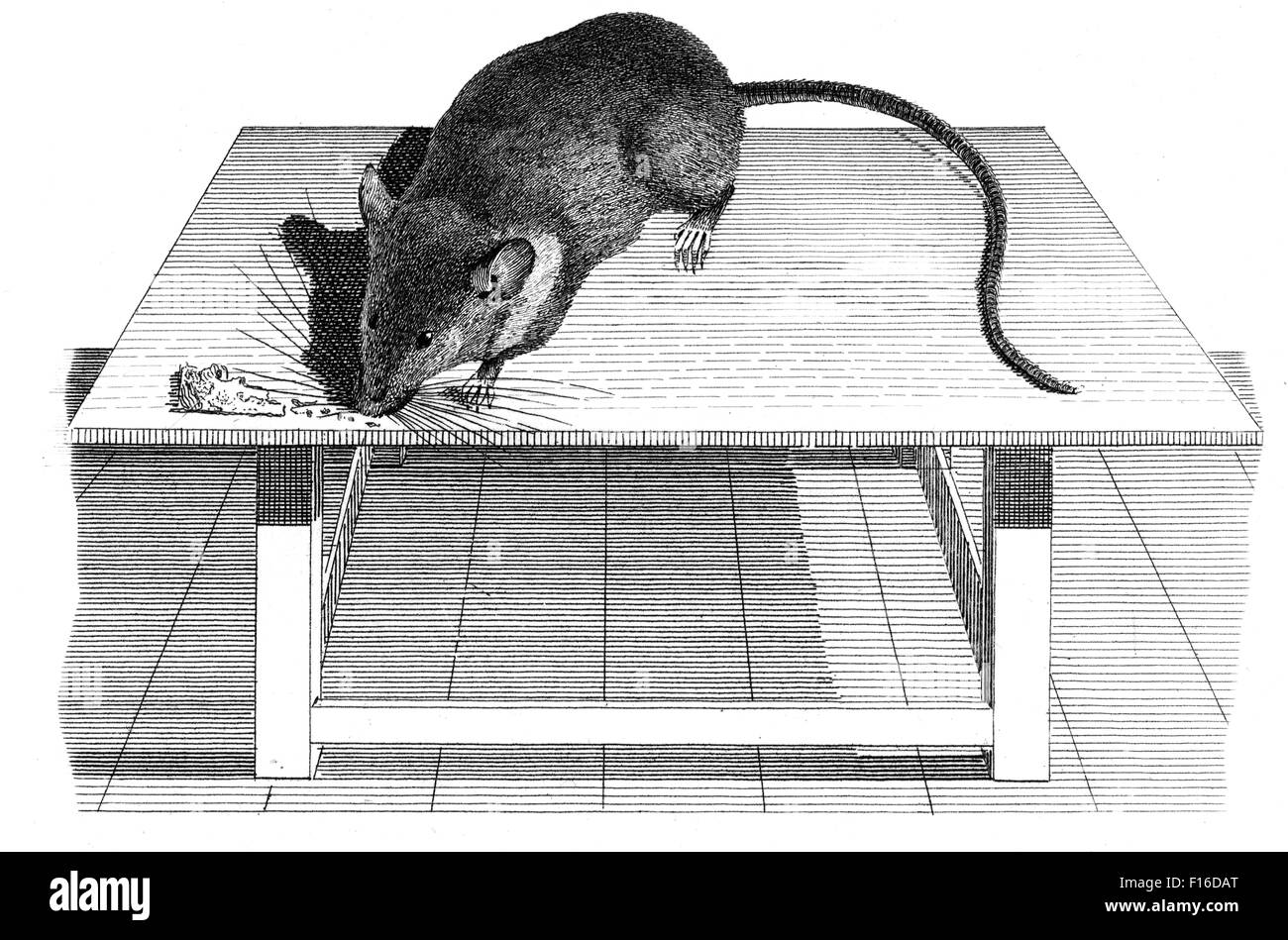 Gravierte Illustration mit dem Titel "gemeinsame Maus' entnommen"British Zoology"von Thomas Pennant (1726-1798),"neue"5. Auflage publi Stockfoto Gravierte Illustration mit dem Titel "gemeinsame Maus' entnommen"British Zoology"von Thomas Pennant (1726-1798),"neue"5. Auflage publi Stockfoto