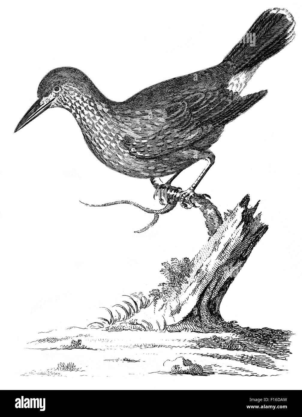Gravierte Illustration mit dem Titel 'Nussknacker c ' entnommen "British Zoology" von Thomas Pennant (1726-1798), "neue" 5. Auflage, Publ. Stockfoto