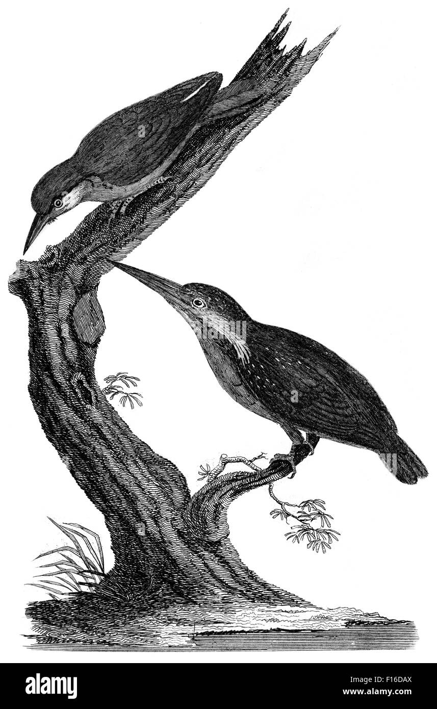 Graviert mit dem Titel "Eisvogel europäischer Kleiber' entnommen"British Zoology"von Thomas Pennant (1726-1798), Abbildung" Stockfoto