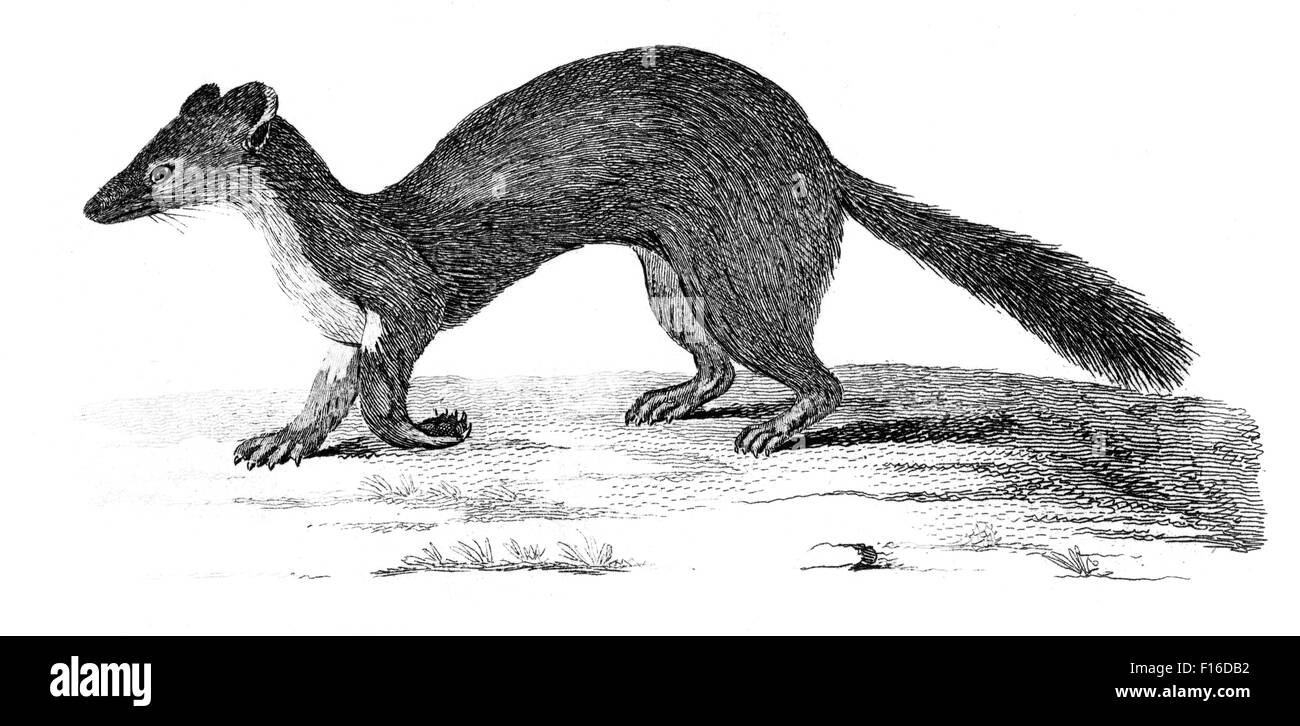 Gravierte Illustration mit dem Titel "Martin W' entnommen"British Zoology"von Thomas Pennant (1726-1798),"neue"5. Auflage veröffentlicht Stockfoto