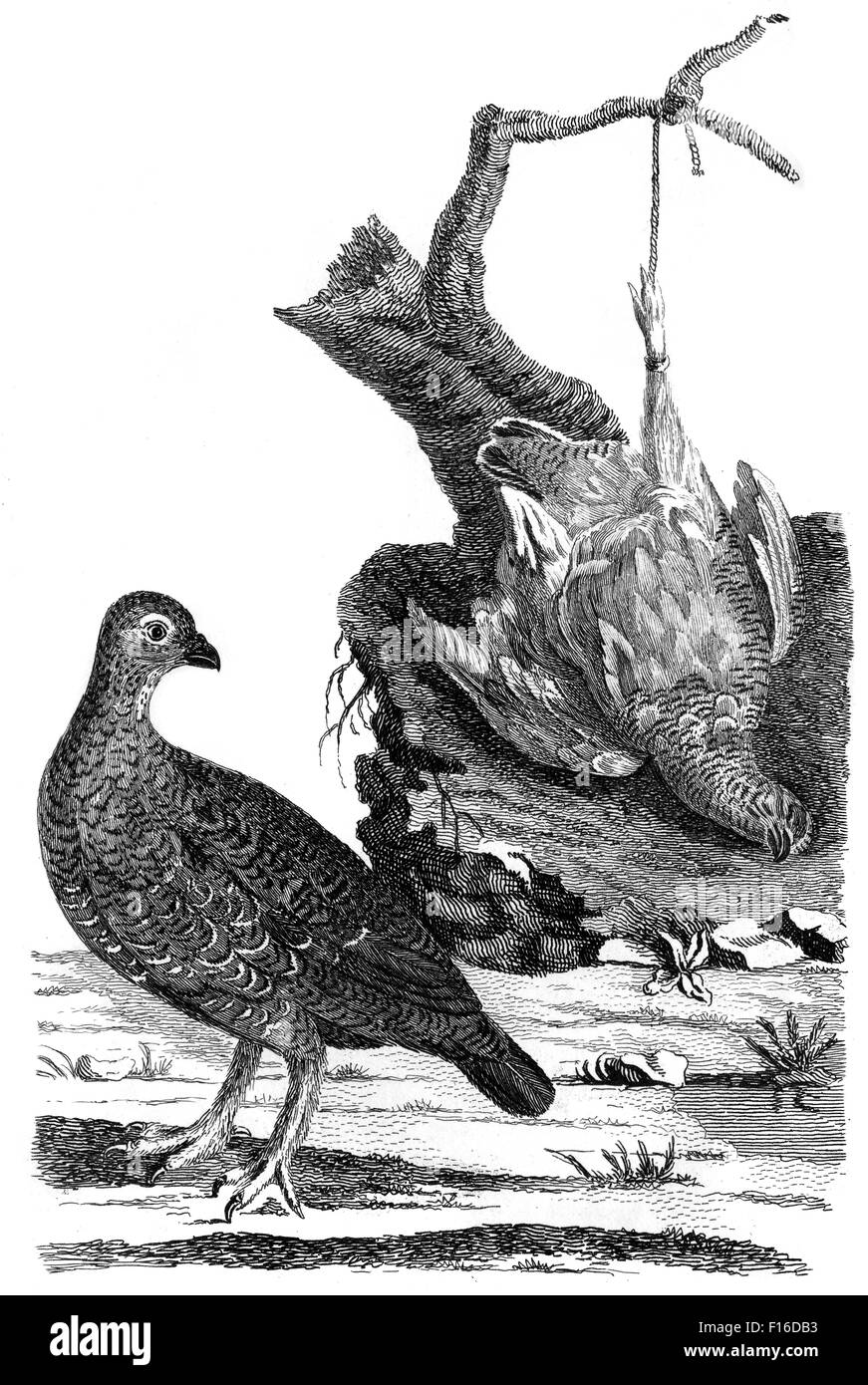 Gravierten Abbildung mit dem Titel "Red G. (weiblich) Ptarmigan G' entnommen"British Zoology"von Thomas Pennant (1726-1798),"neue"5th Stockfoto