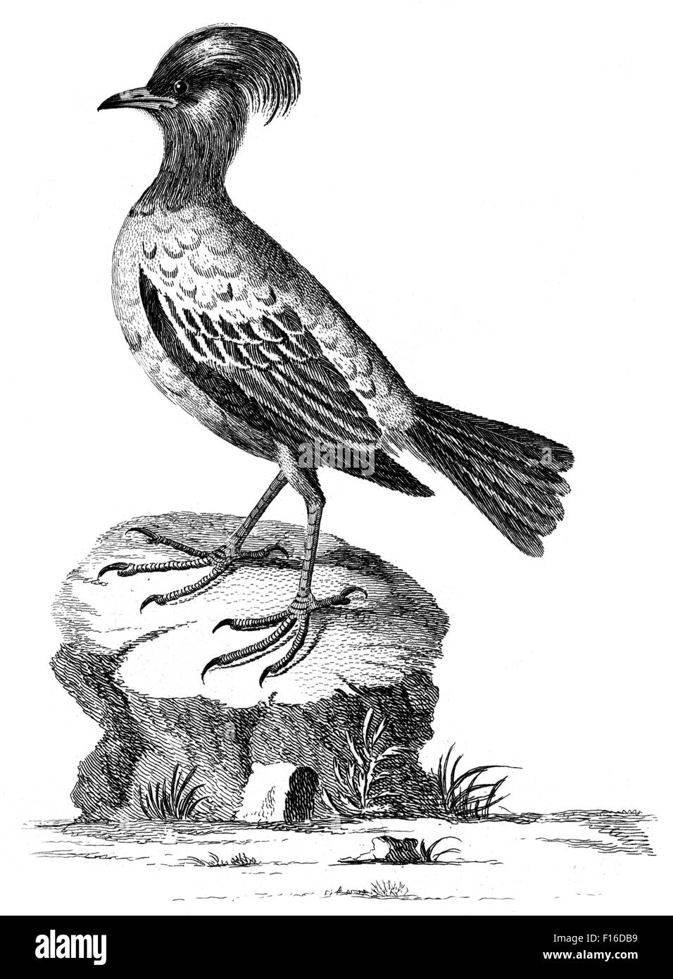 Gravierte Illustration mit dem Titel "Rose farbige Ouzel TH' entnommen"British Zoology"von Thomas Pennant (1726-1798),"neue"5th Edition Stockfoto