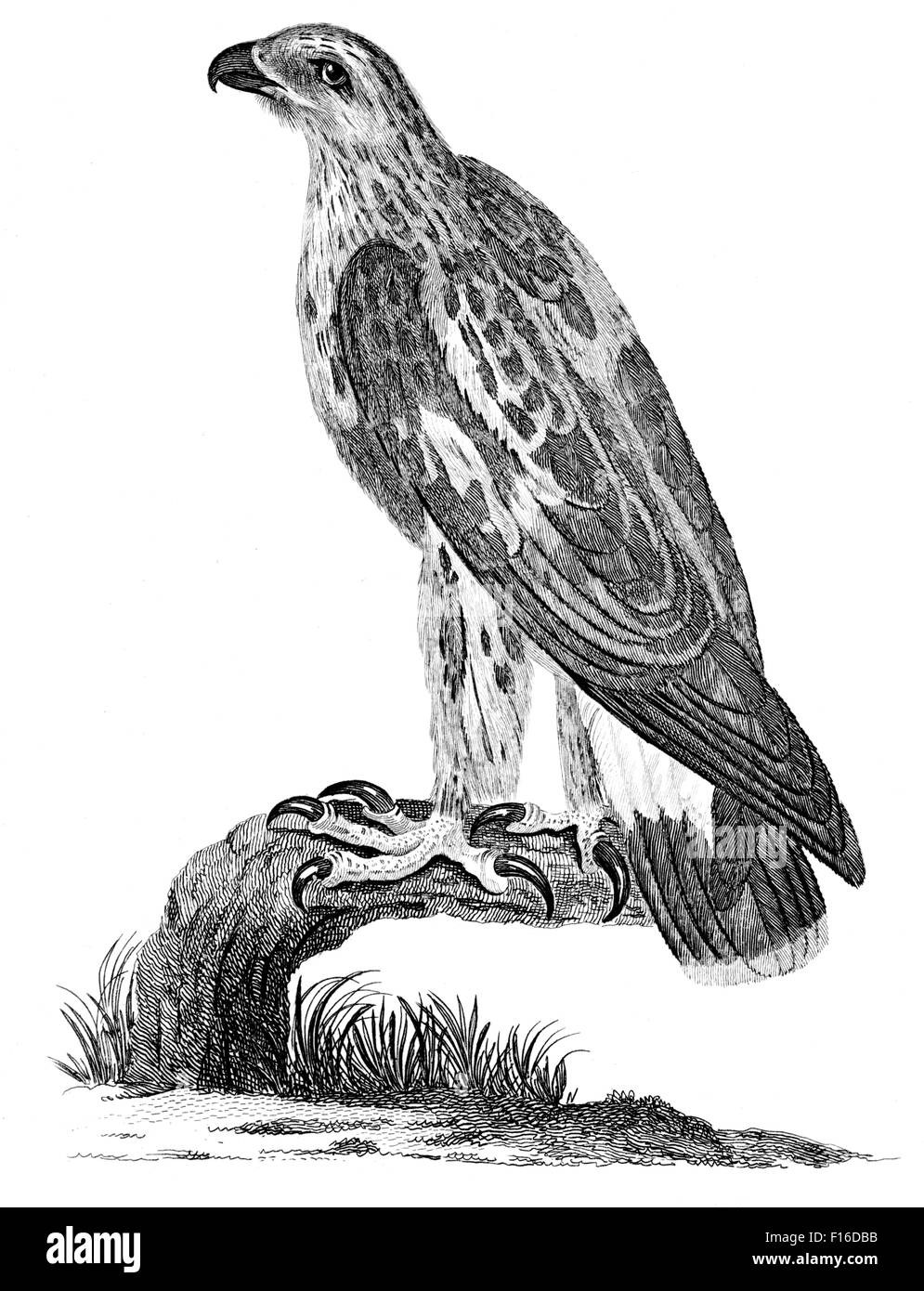 Gravierten Abbildung mit dem Titel "Rough Beinen F' entnommen"British Zoology"von Thomas Pennant (1726-1798),"neuen"5. Auflage, pub Stockfoto Gravierten Abbildung mit dem Titel "Rough Beinen F' entnommen"British Zoology"von Thomas Pennant (1726-1798),"neuen"5. Auflage, pub Stockfoto