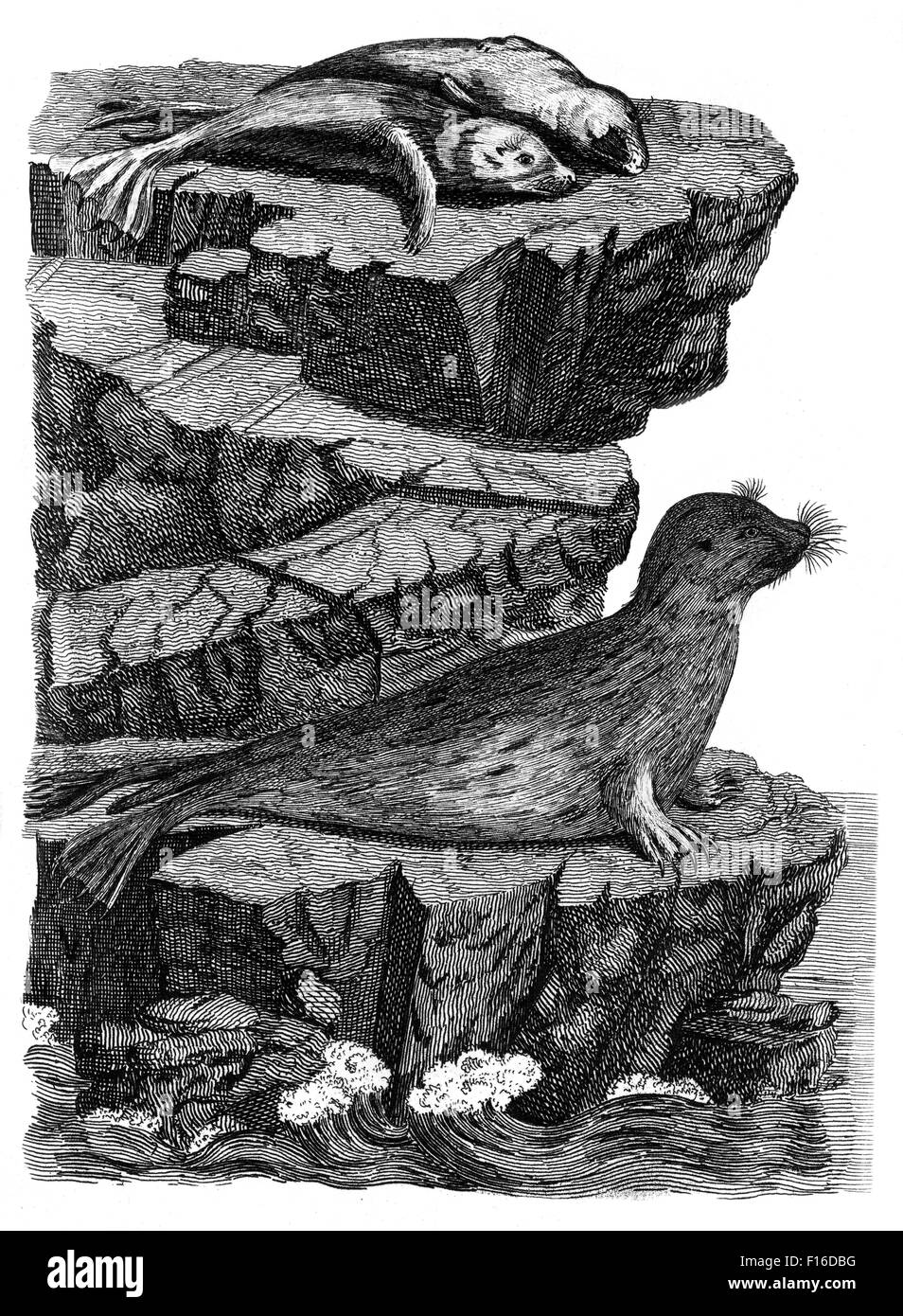 Gravierte Illustration mit dem Titel "Dichtungen" entnommen "British Zoology" von Thomas Pennant (1726-1798), "neue" 5. Auflage, veröffentlicht in Stockfoto