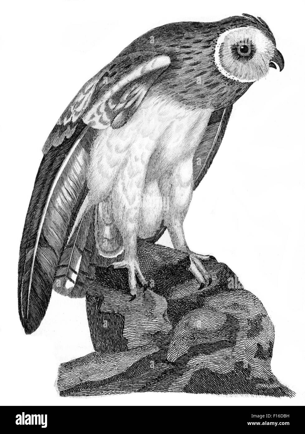 Gravierte Illustration mit dem Titel "Short eared o ' entnommen"British Zoology"von Thomas Pennant (1726-1798),"neuen"5. Auflage, Publ Stockfoto