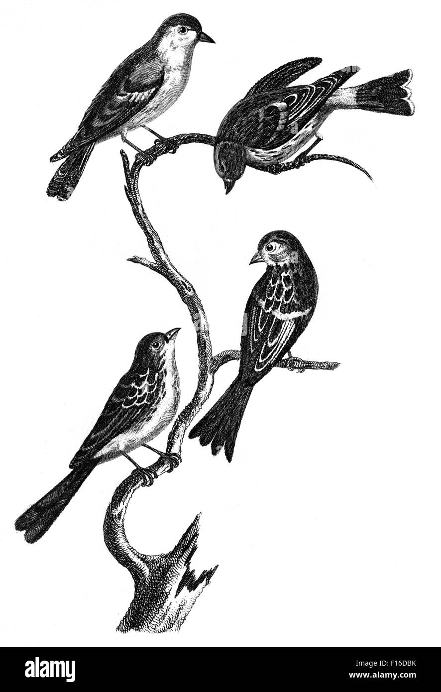 Graviert Illustration mit dem Titel "Zeisig FINCH M. und F Twite F. M. und F ' entnommen"British Zoology"von Thomas Pennant (1726-179 Stockfoto
