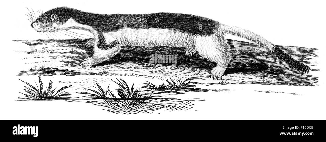 Gravierte Illustration mit dem Titel "Hermelin W' entnommen"British Zoology"von Thomas Pennant (1726-1798),"neue"5. Auflage veröffentlicht Stockfoto