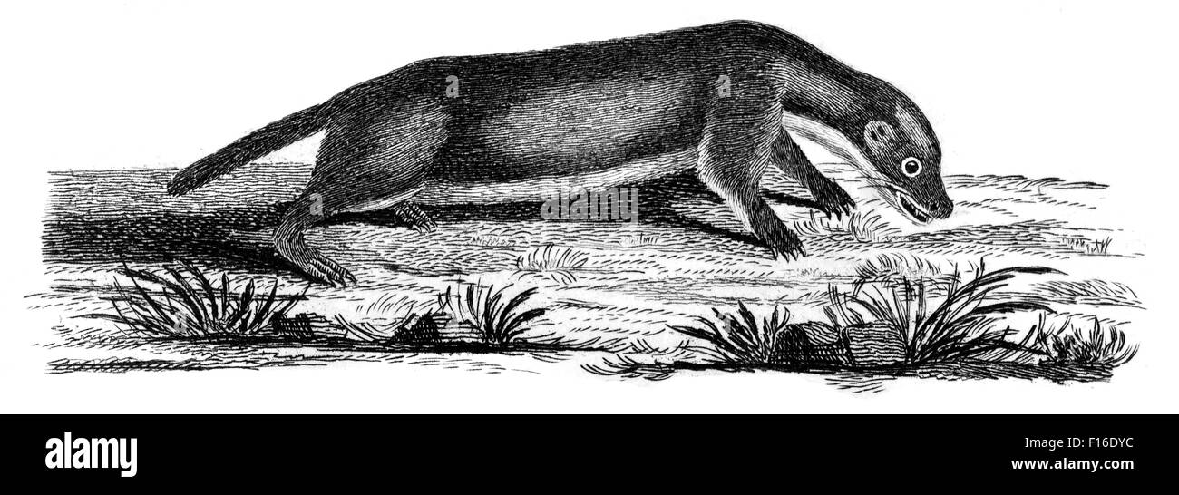 Gravierte Illustration mit dem Titel 'Gemeinsame W' entnommen "British Zoology" von Thomas Pennant (1726-1798), "neue" 5. Auflage veröffentlicht Stockfoto