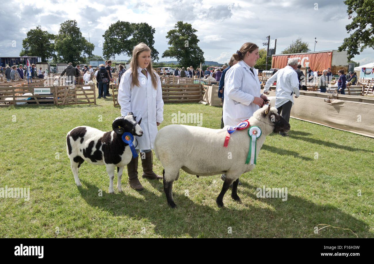 Die Bucks County Show, UK. 27. August 2015. Zwei Damen zeigen, am besten in der Gruppe Schafe. Bildnachweis: Scott Carruthers/Alamy Live-Nachrichten Stockfoto
