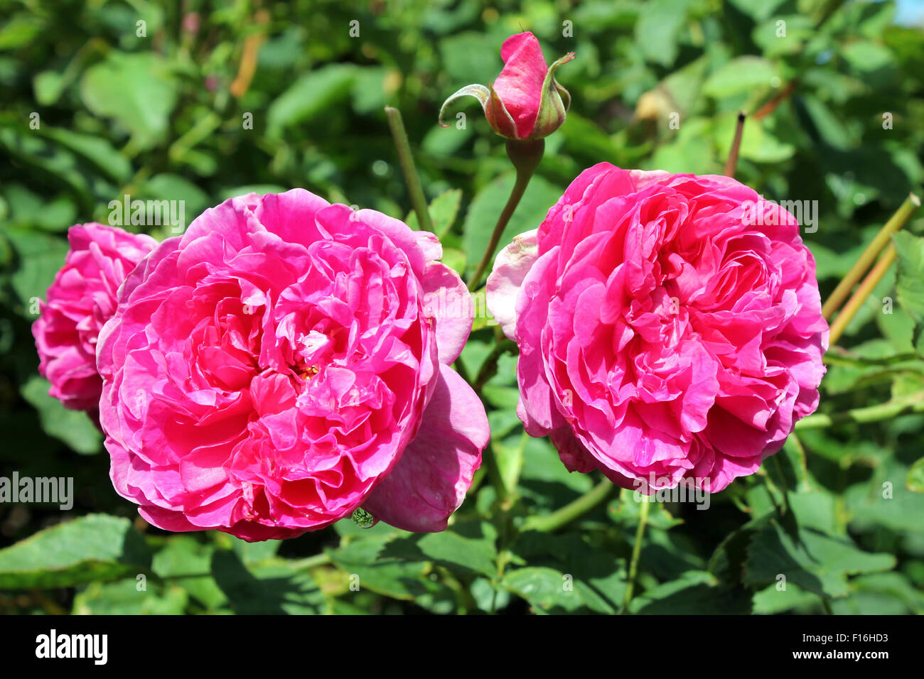 Rosa "Englands Rose" Stockfoto