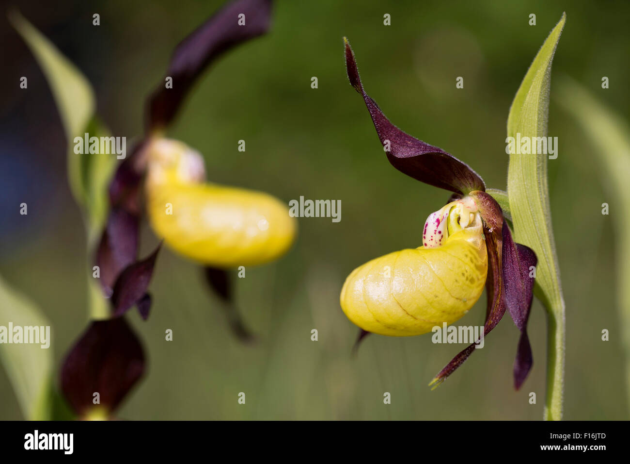 Frauenschuh Orchidee; Cypripedium Calceolus Cumbria; UK Stockfoto