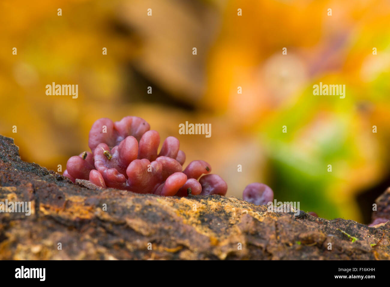 Lila Jelly Cup Pilz; Ascocoryne Sarcoides Cornwall; UK Stockfoto