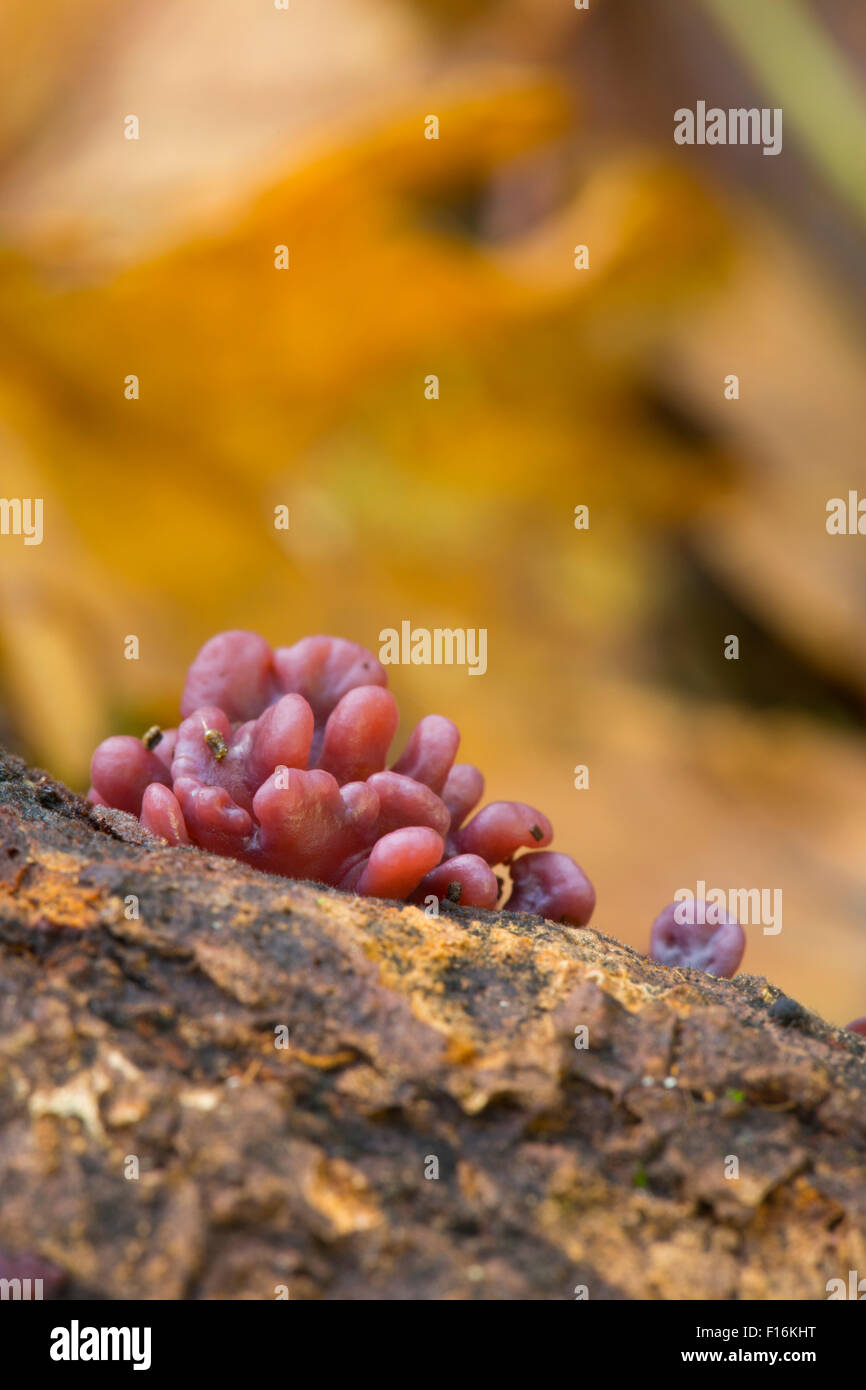 Lila Jelly Cup Pilz; Ascocoryne Sarcoides Cornwall; UK Stockfoto