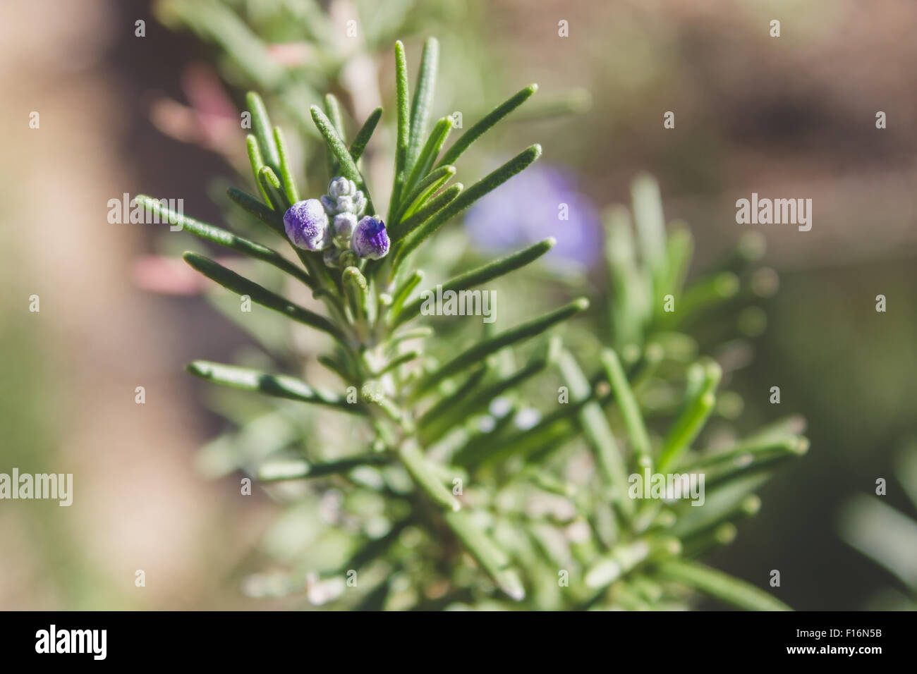 Eine Rosmarin-Pflanze ist zu blühen und ist seine neuen Knospen Angeberei Stockfoto