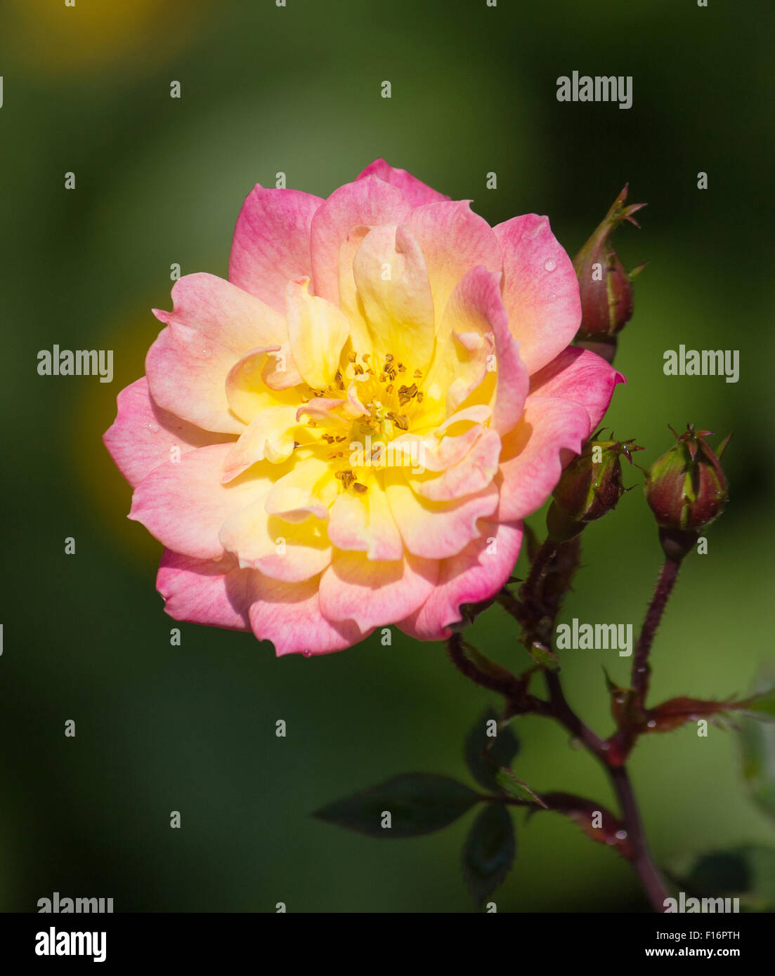 gelbe rose Blume im Garten Stockfoto