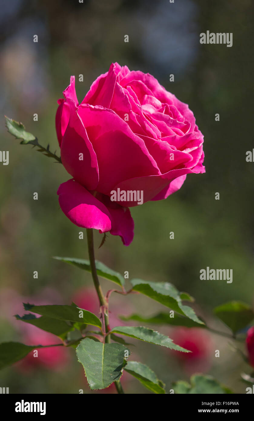 rote rose Blume im Garten Stockfoto