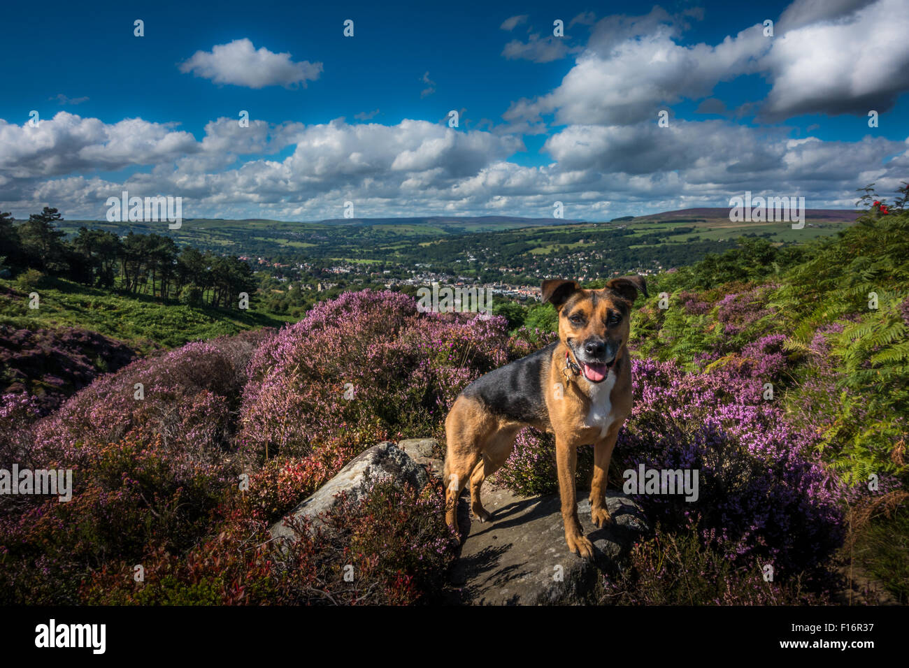 Hund genießen, draußen in der malerischen Landschaft von Yorkshire mit Ilkley im Hintergrund und voller blühender Heide vor Stockfoto