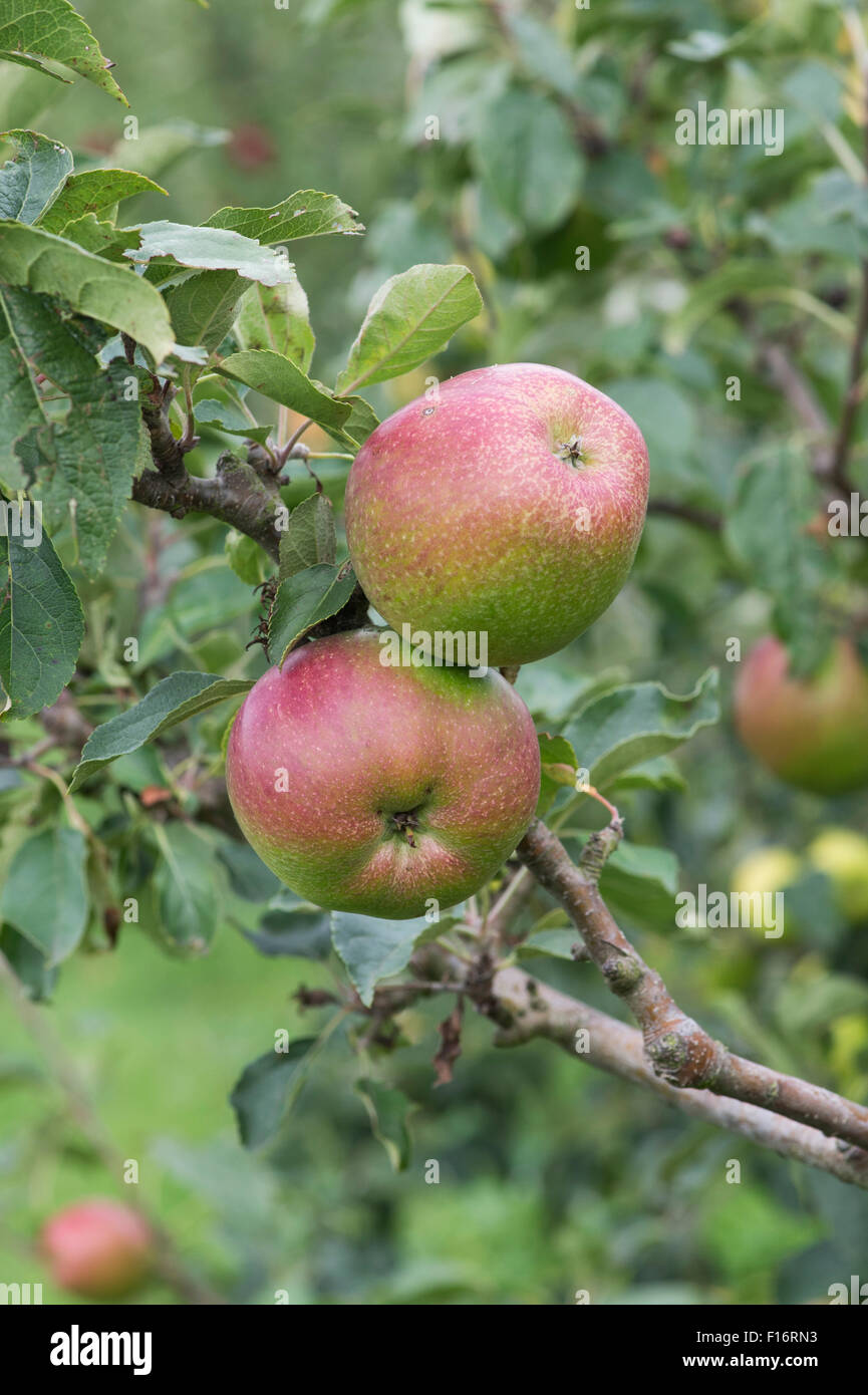 Malus Domestica. Äpfel "Bosbury pippin' auf einem Baum Stockfoto