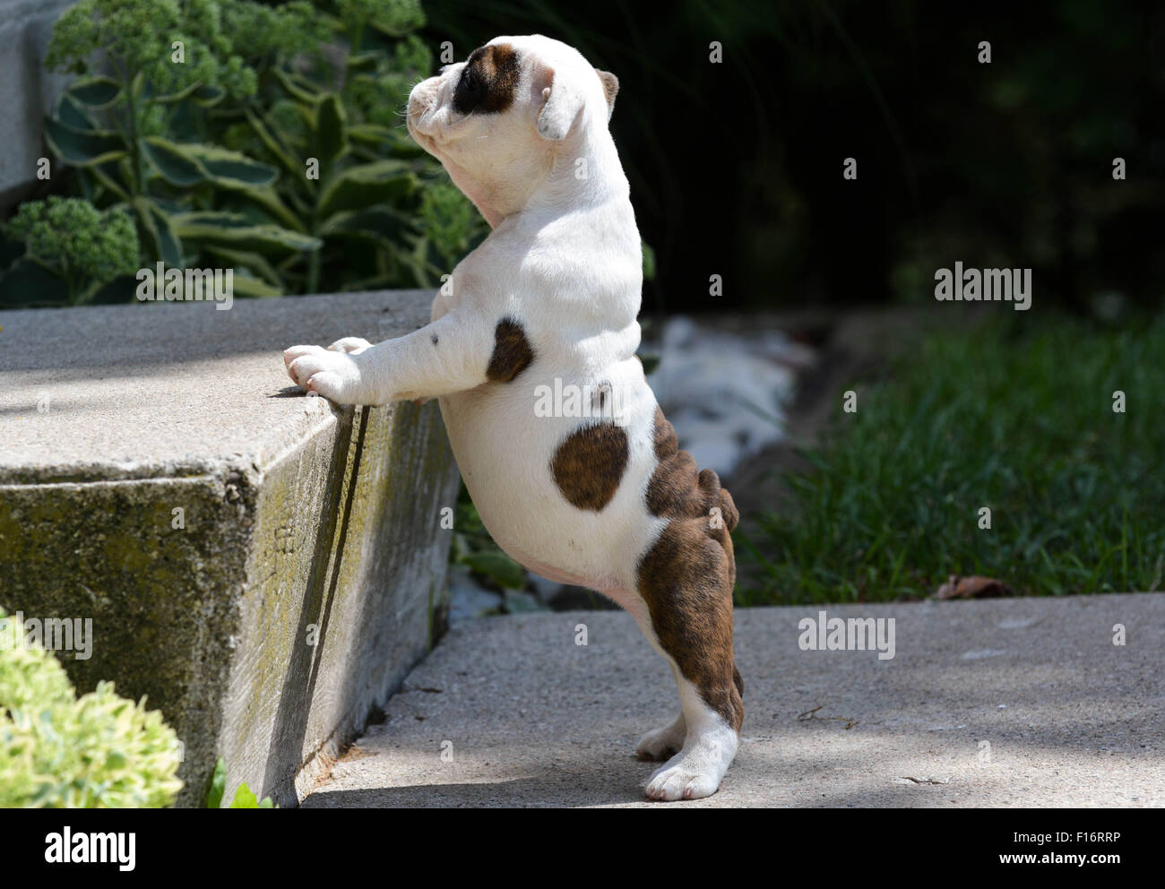 einem Bulldogge Welpen beizubringen, Treppen steigen Stockfoto