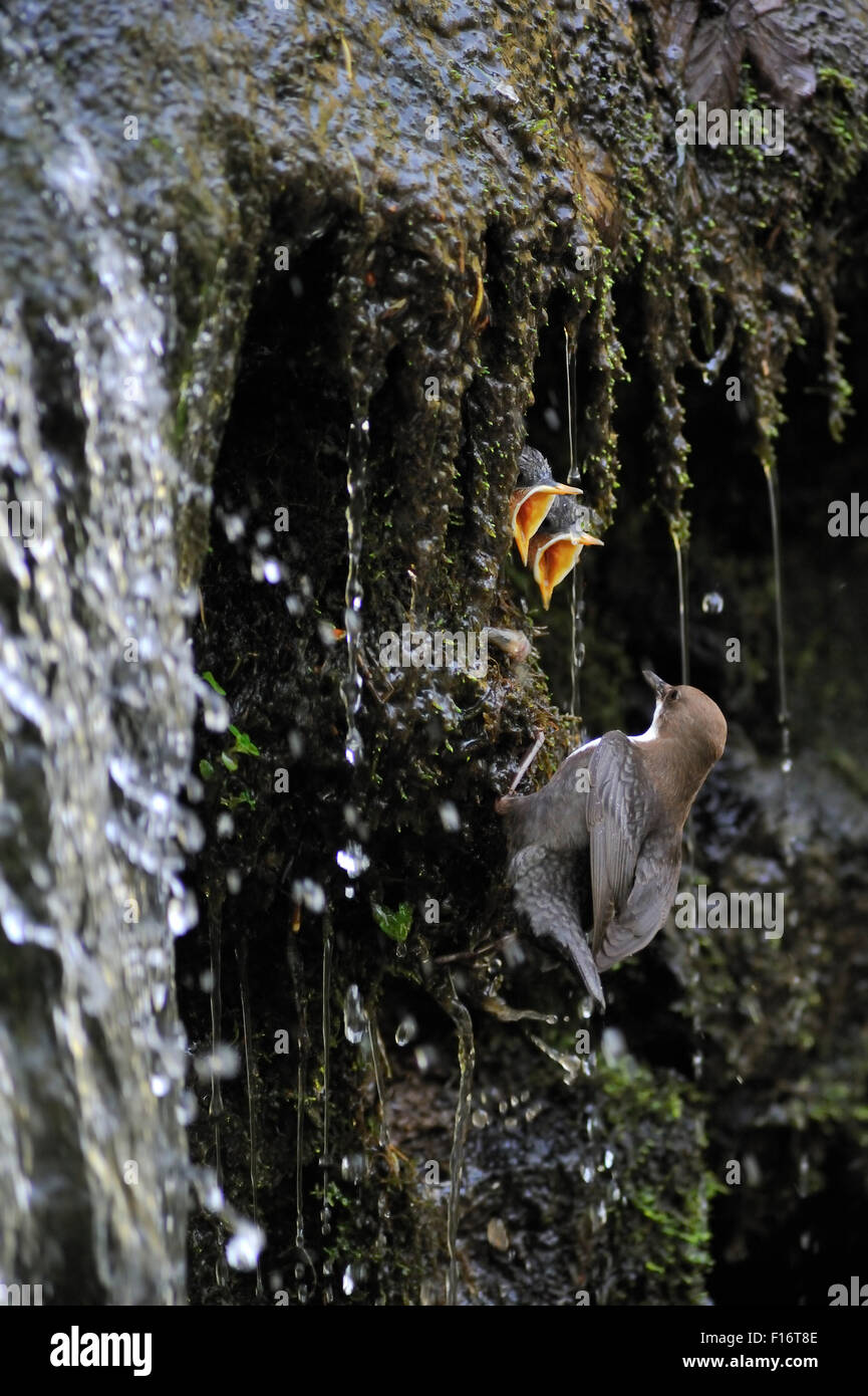 Europäischen weiße-throated Wasseramseln (Cinclus Cinclus) Küken im Nest versteckt hinter Wasserfall Essen bringen Stockfoto