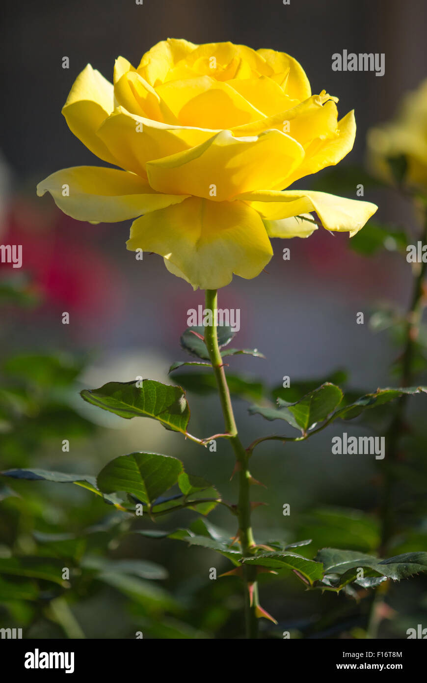 gelbe rose Blume im Garten Stockfoto