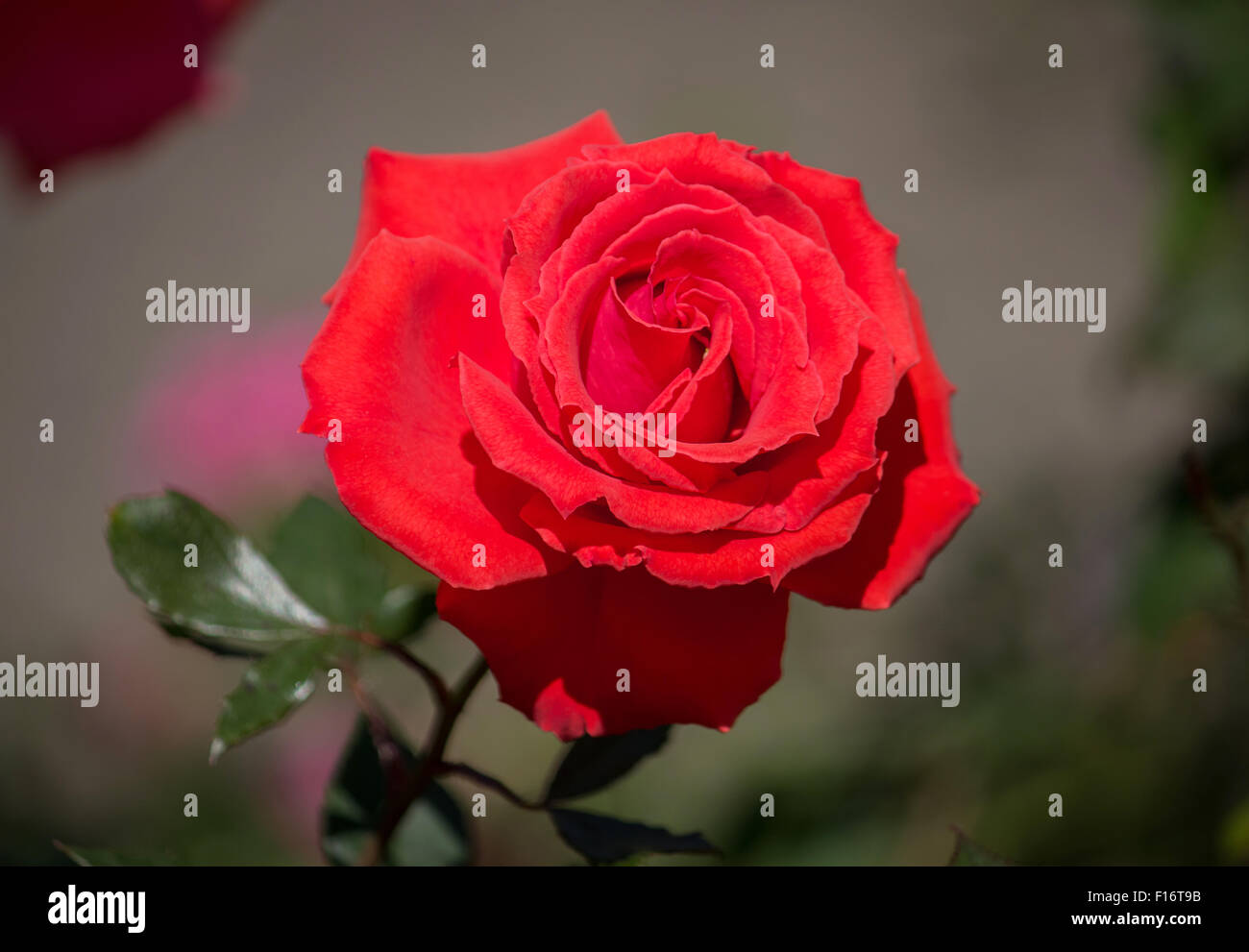 rote rose Blume im Garten Stockfoto