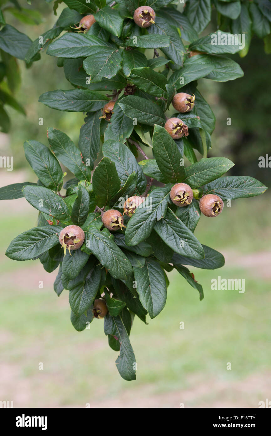 Canescens Germanica "Iranisch". Mispel. Nottingham-Obst Stockfoto