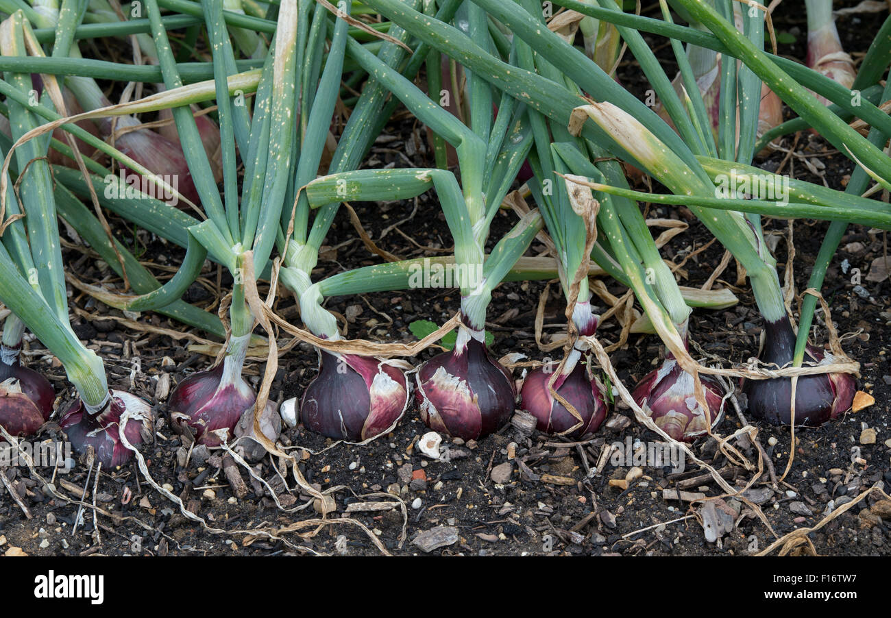 Allium Cepa. Zwiebel "Red Baron" im Gemüsebeet Stockfoto