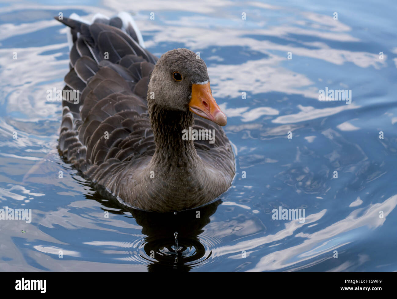 Entenschwimmen im Nahauf-Porträt des Wassers Stockfoto