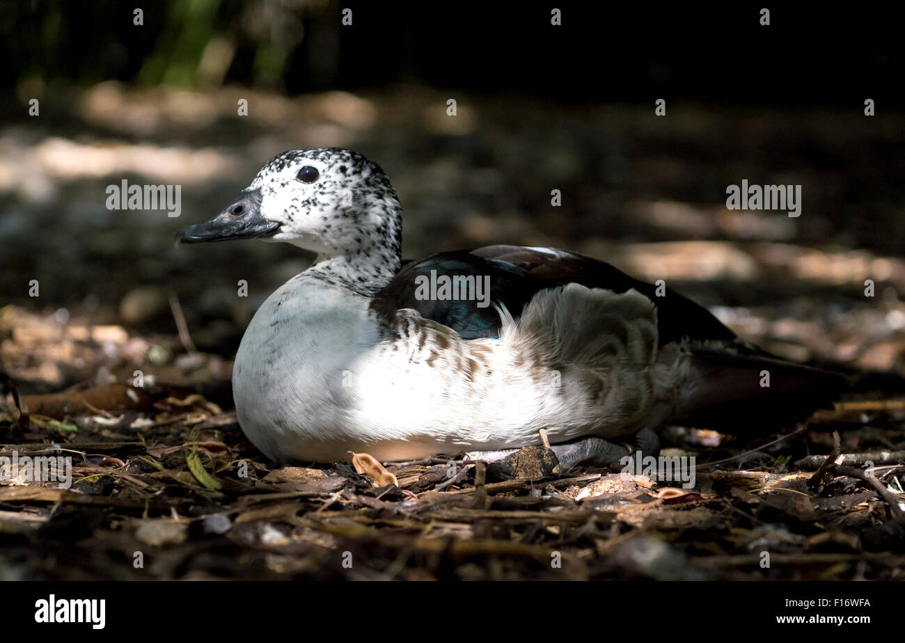 Ente züchtet Eier auf dem Gras Stockfoto