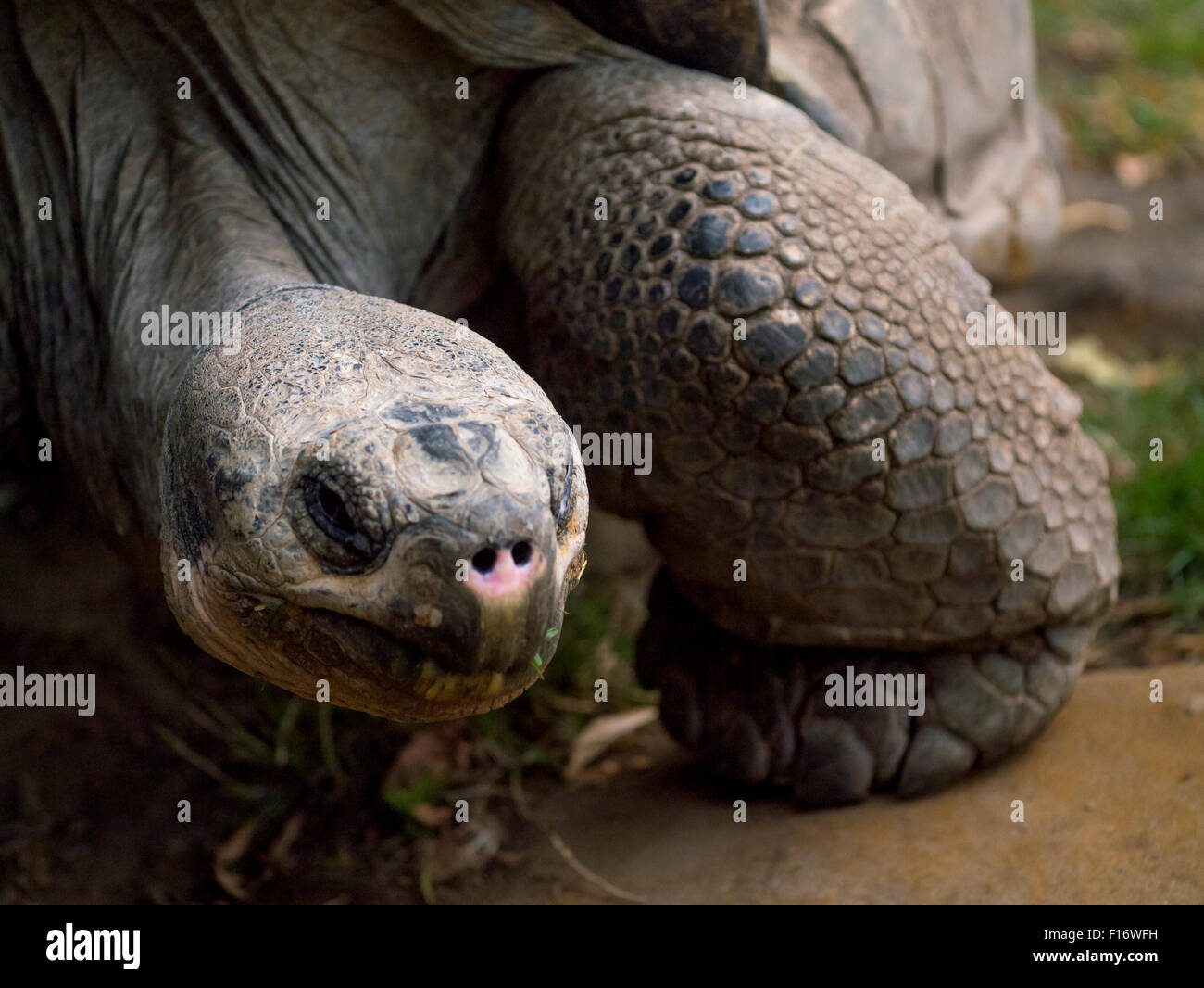 Schildkröte-Porträt Stockfoto