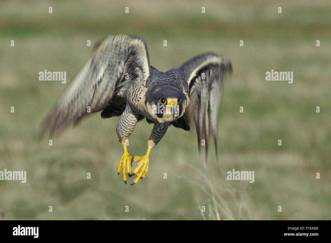 Wanderfalke (Falco Peregrinus) "Hawk aka Ente". Nord-Kalifornien. Anschluss an eine alarmierende Rückgang der 50er und 60er Jahren Stockfoto