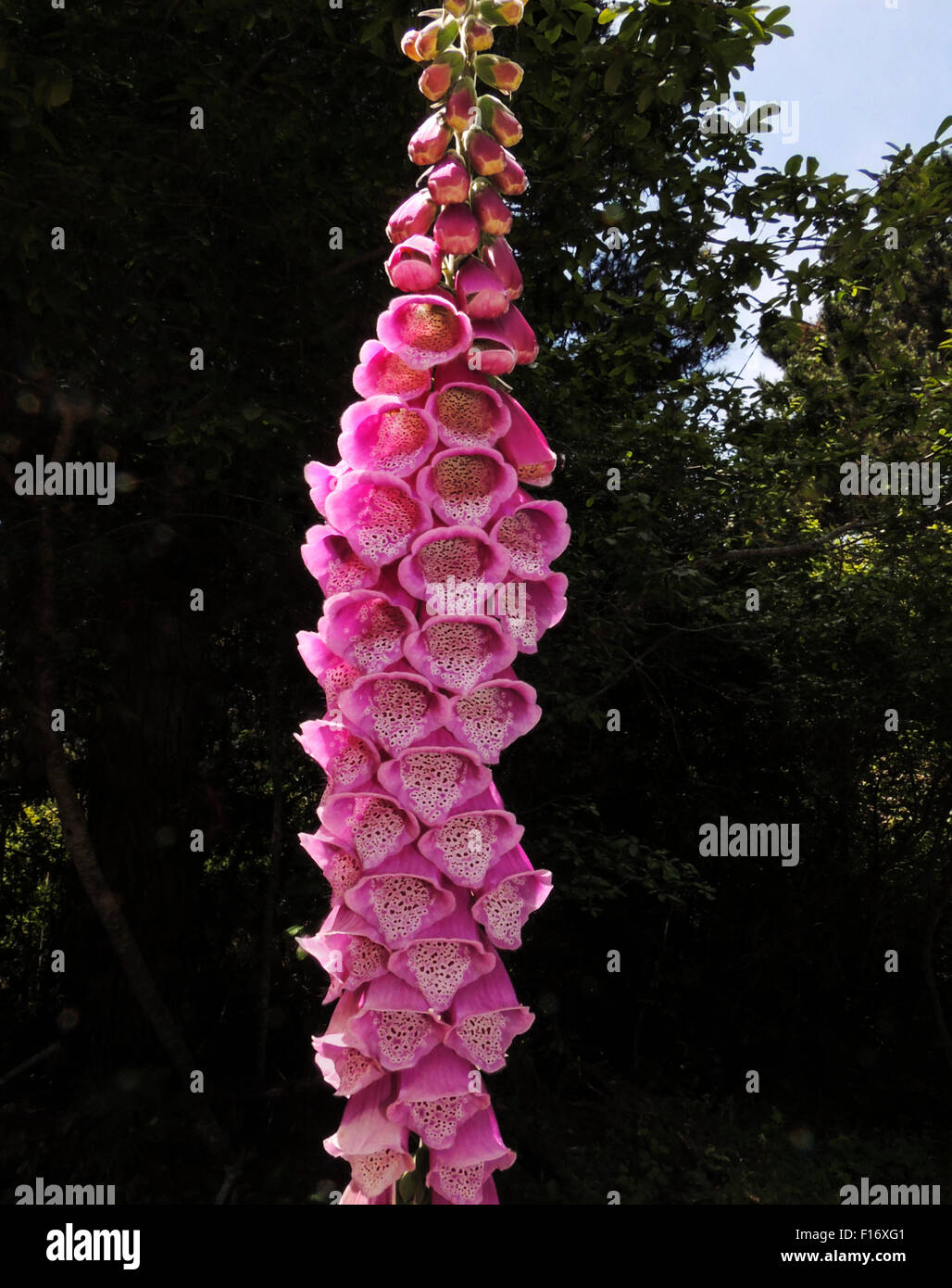 Blüte des krautige Biennale Werks bekannt als Fingerhut (Digitalis Purpurea), der wilde unter den Redwoods entlang der Co wächst Stockfoto