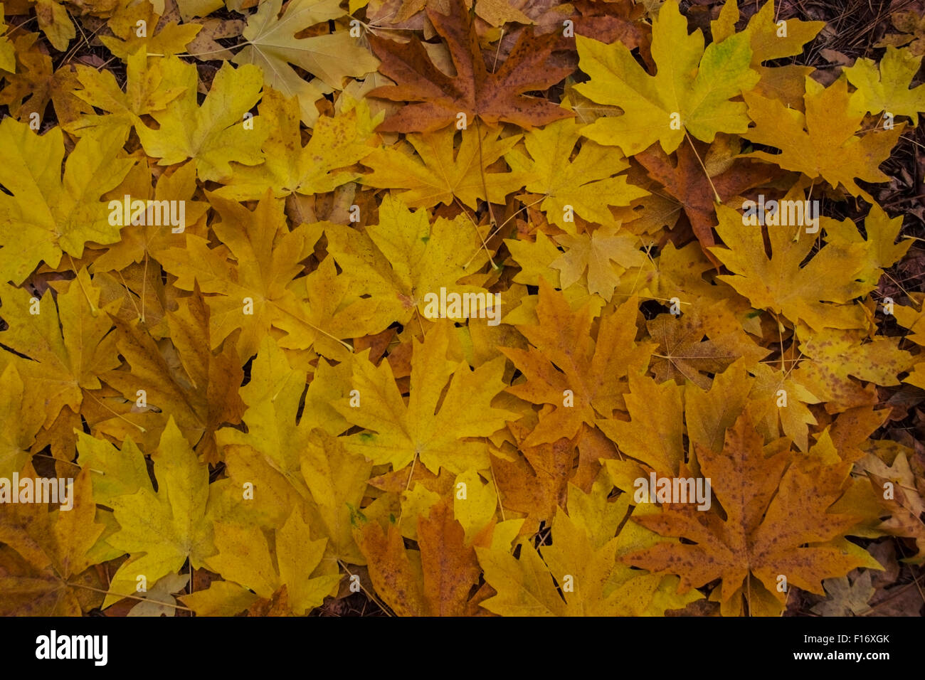 Die Blätter des Ahorns unten machen einen bunten Flickenteppich auf dem Boden der Sierra Foothills of Northern California während th Stockfoto