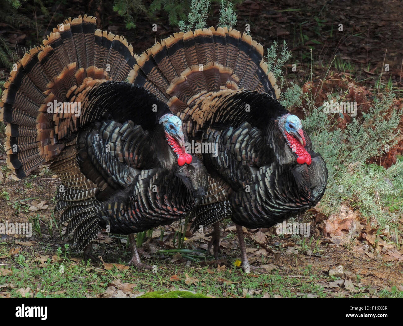 Männliche Wildtruthahn (Meleagris Gallopavo) Kehllappen engorged mit Blut, Weibchen während der Brutzeit zu gewinnen. Sierra Elõ Stockfoto