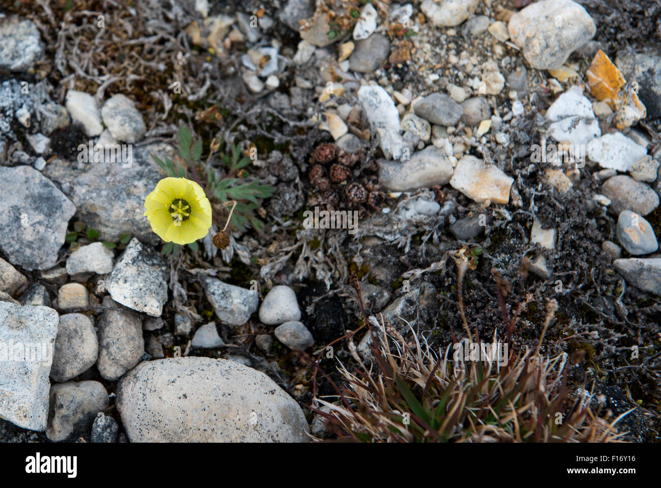 Norwegen, Svalbard, Nordaustlandet, Zelpelodden, Palanderbukta (Palander Bay). Svalbard-Mohn (Papaver Dahlianum), gelb. Stockfoto