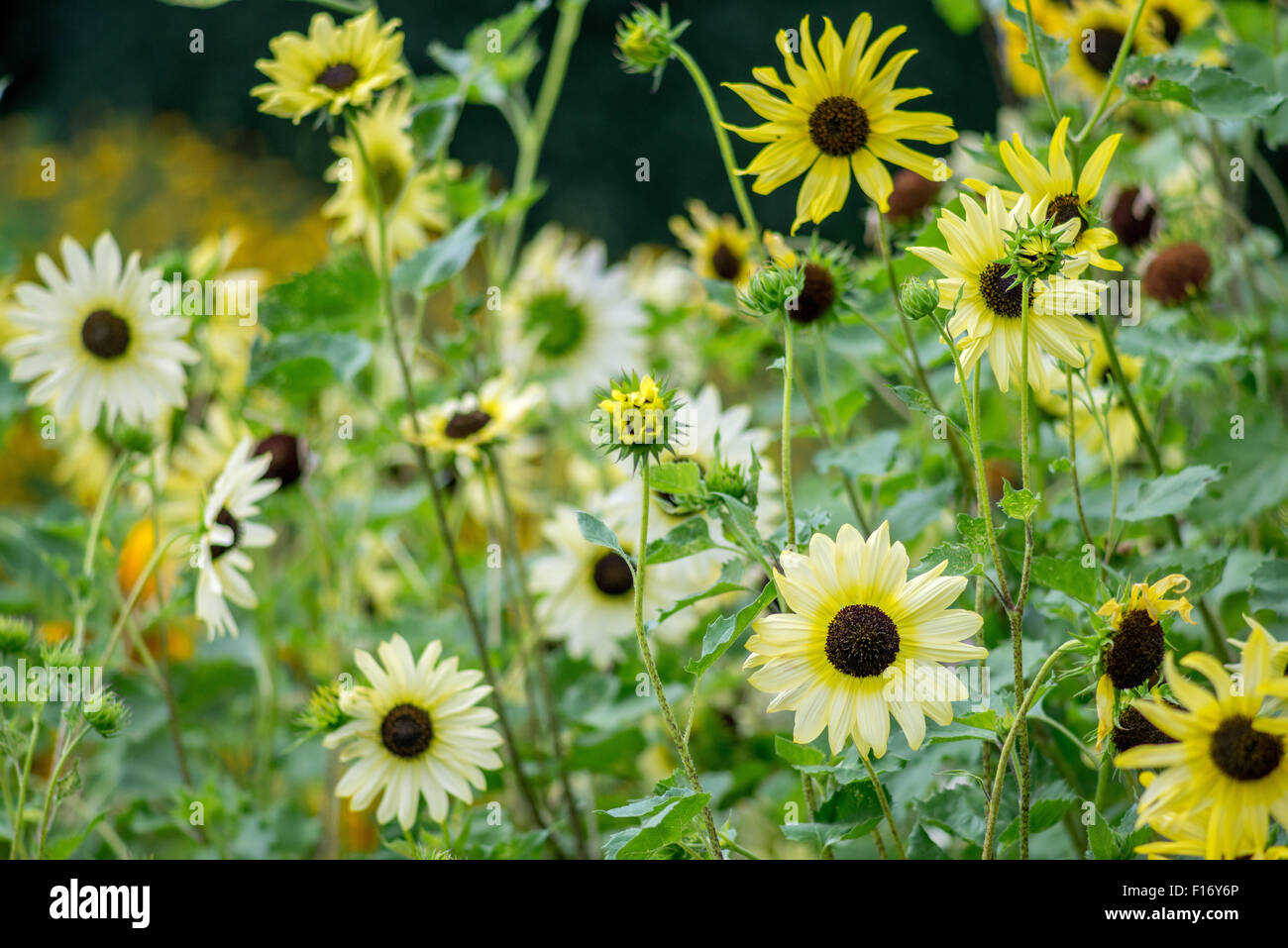 Blühende Sonnenblumen hautnah Helianthus Stockfoto