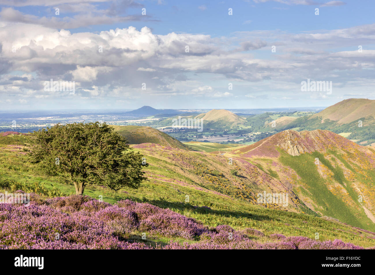 27. August 2015. Das Heidekraut bekleideten Long Mynd, Shropshire Hügel Area of Outstanding Natural Beauty, Shropshire, England, UK Credit: Paul Weston/Alamy Live News Stockfoto